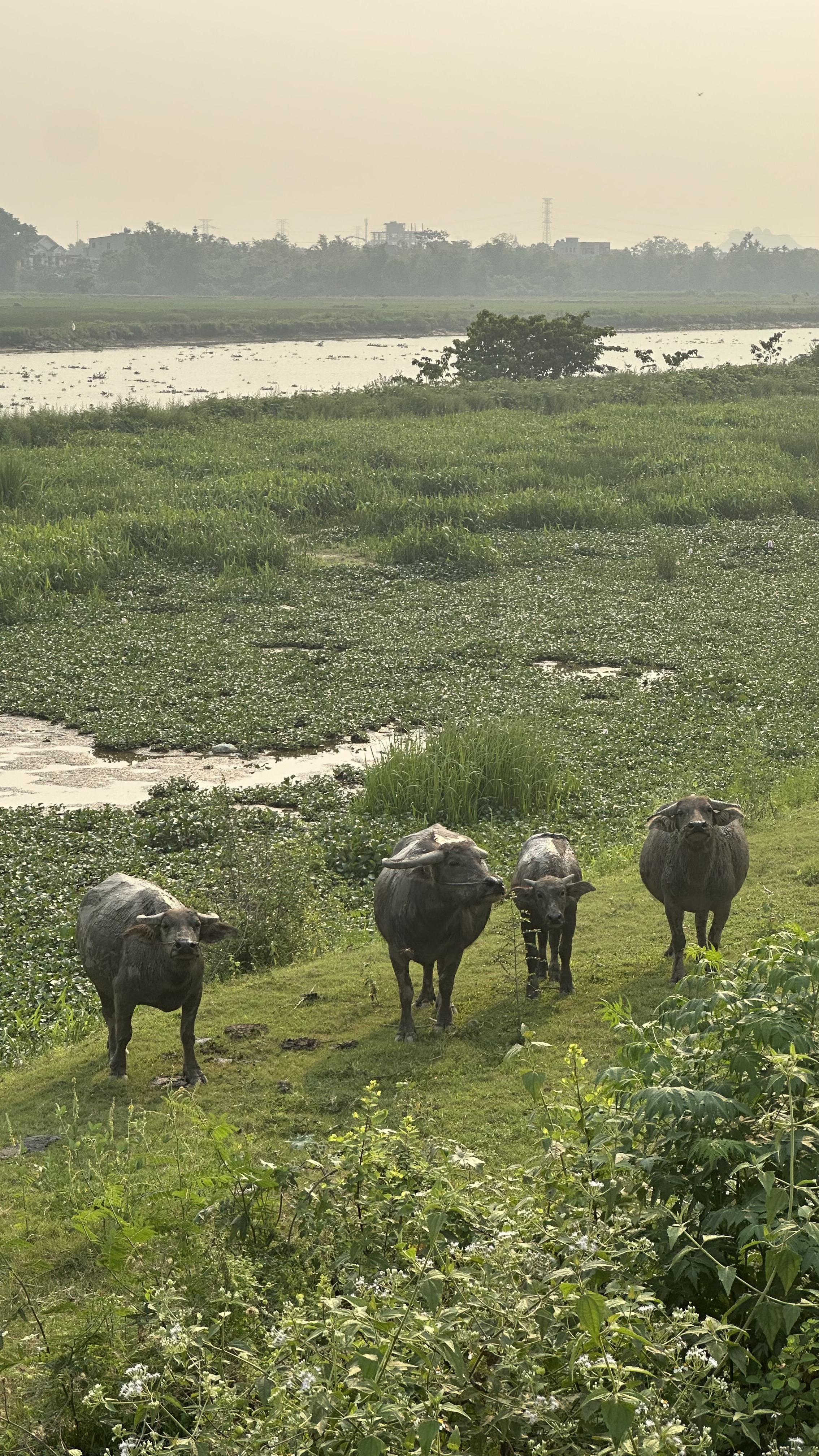 Travelers enjoying the scenic views of the largest wetland in Northern Vietnam